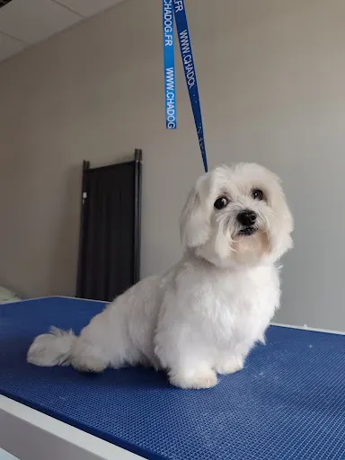 Kapitan Groomer - Salon Pielęgnacji Psów, Królików i Kawii Domowych